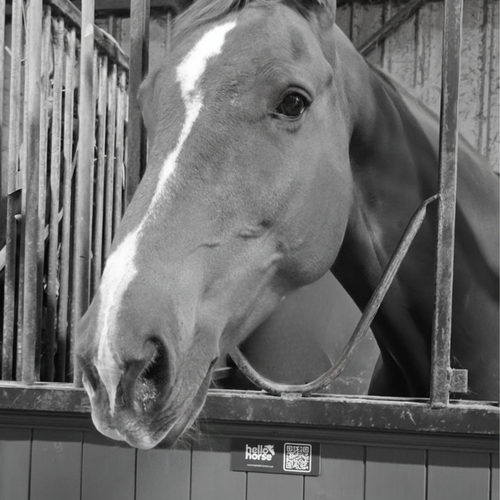 Chestnut Horse Black and White Hello Horse Plate